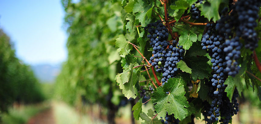 Bordeaux Grapes WEB CROP
